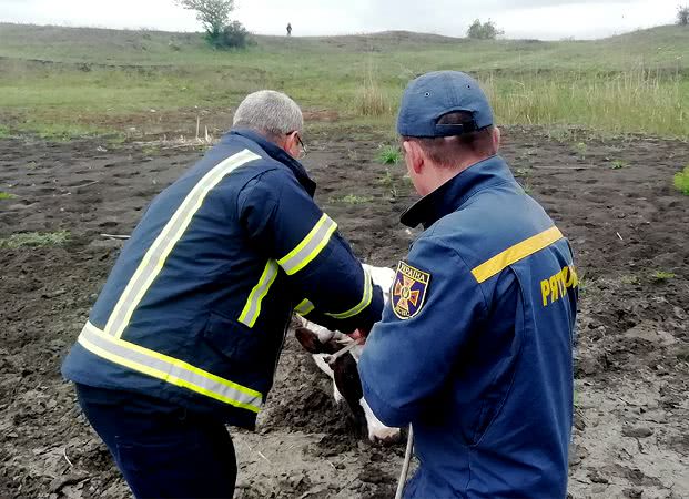 На Миколаївщині рятувальники витягли з болота корівку