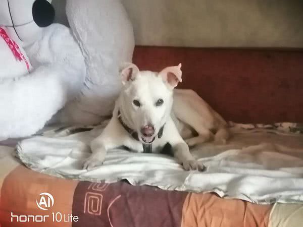 Собаку из Николаевского центра защиты животных забрали в другую область: Мартин нашел друзей