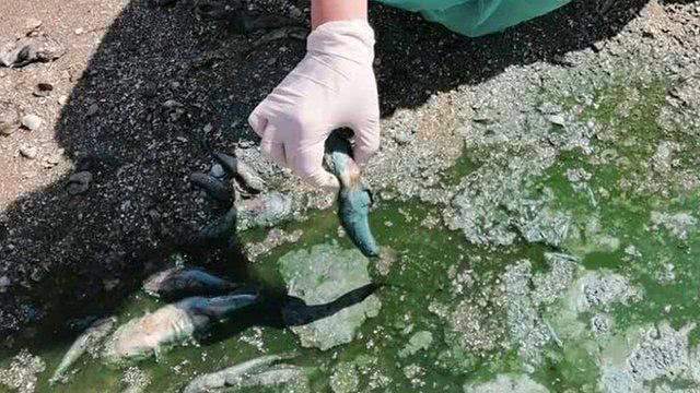Вода позеленіла, а риба масово гине: на Миколаївщині виникла нова екопроблема