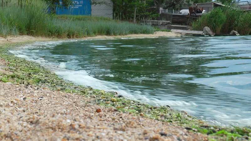 Из-за чего позеленела вода в лимане вблизи Николаева — видео