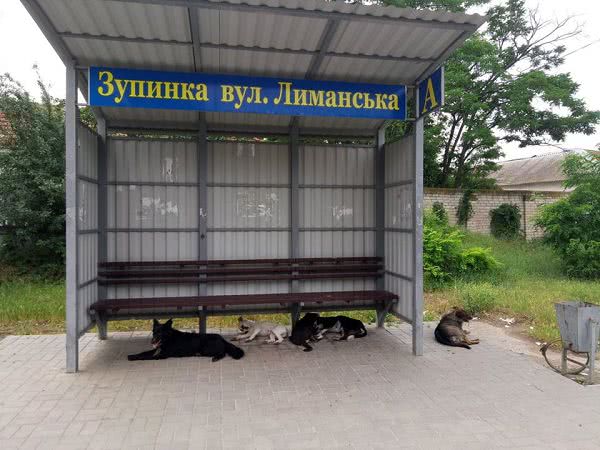 Собаки оккупировали остановку в микрорайоне Николаева, где ранее покусали женщину