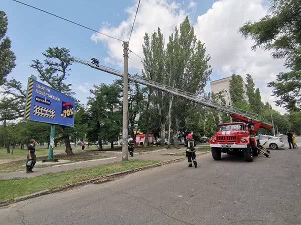 В Николаеве спасатели сняли с верхушки дерева кота — фото