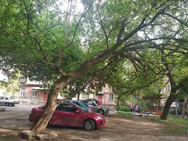 В Николаеве над детской площадкой нависли аварийные деревья