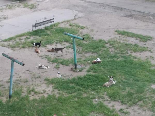 Стая из девяти собак мешает отдыхать жителям микрорайона в Николаеве