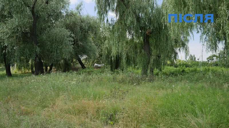 На изображении может находиться: дерево, растение, небо, на улице и природа