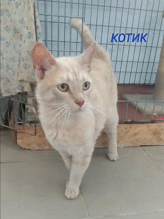 В центре защиты животных жители Николаева могут взять кота или кошку