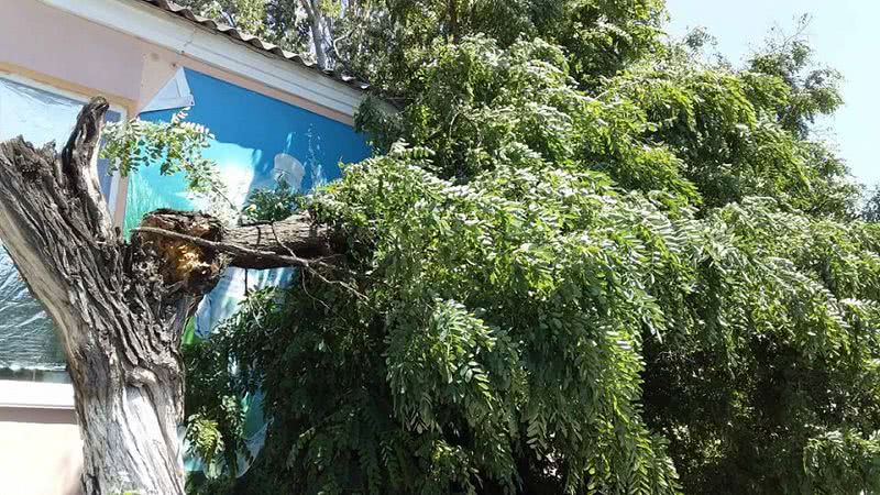 В Николаеве дерево повисло на металлической вывеске кафе