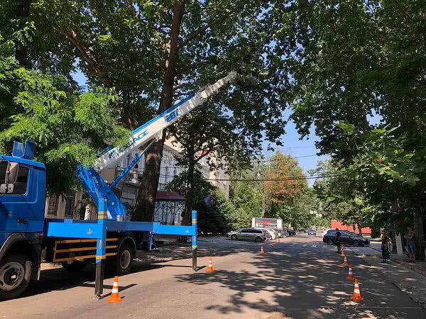 В центре Николаева обрезают деревья, которые нависли над проезжей частью