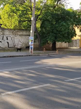 В Николаеве стая собак кидается на людей