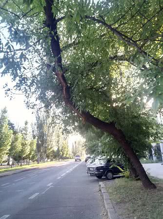 В Николаеве дерево нависло над проезжей частью