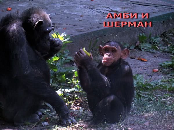 Сегодня Николаевский зоопарк отмечает День шимпанзе