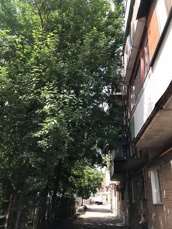 В Николаеве дерево упирается в балкон многоэтажки
