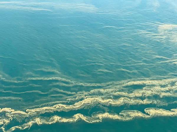 Черное море стало зеленым. У берегов Одессы из-за жары «зацвели» водоросли