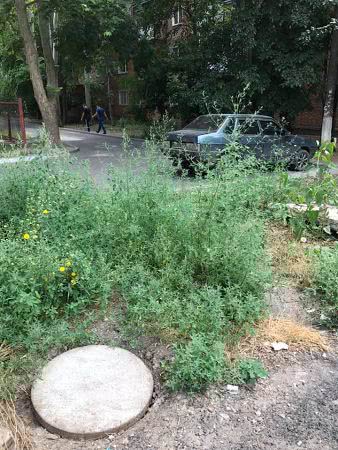 В Николаеве двор многоэтажки зарос травой