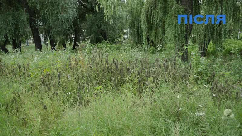 На изображении может находиться: растение, дерево, трава, небо, на улице и природа