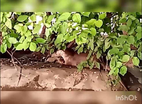 В Николаевском зоопарке для выдр запустили карасей — видео