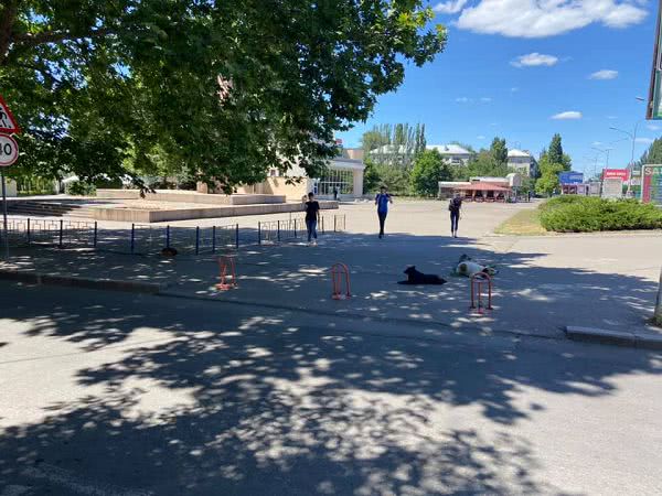 В Николаеве на Театральной бродит стая собак