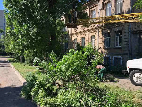 На нескольких улицах Николаева обрезали сухие и поврежденные ветки деревьев — фото