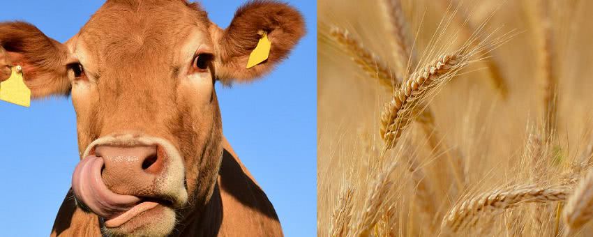 На Николаевщине уменьшился объем производства сельскохозяйственной продукции