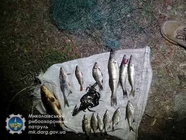В Южном Буге на Николаевщине браконьер поймал молодого леща и нанёс ущерб на три тысячи гривен — фото