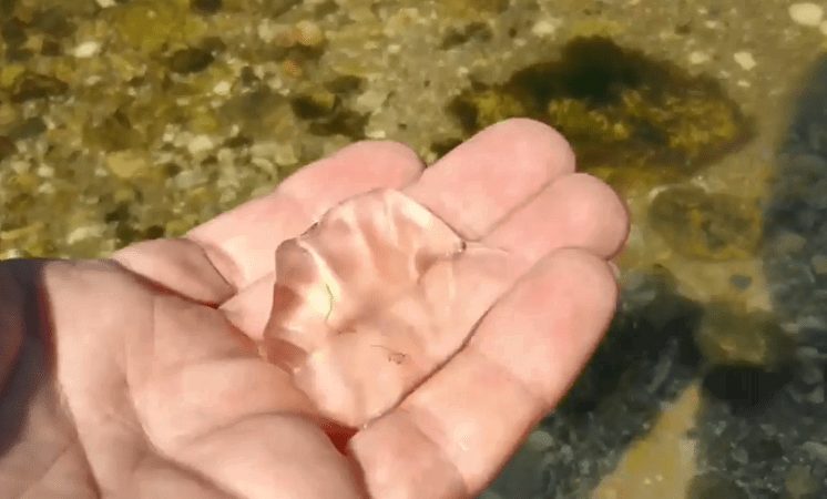 В водах лимана в Николаеве появились медузы — видео