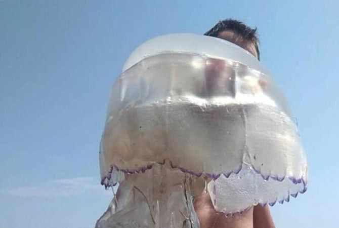 В Азовском море нашли гигантскую медузу — видео