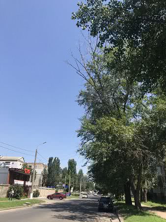 В Николаеве над проезжей частью нависли деревья, которые могут привести к несчастному случаю