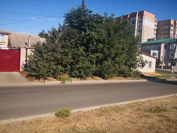В Николаева зеленые насаждения разрослись и загородили весь тротуар, люди вынуждены идти по проезжей части