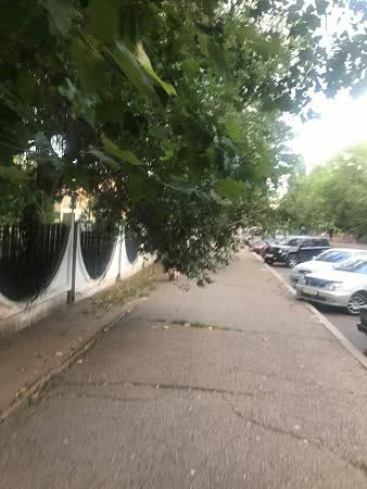 В Николаеве возле детского городка «Сказка» ветви деревьев мешают прохожим