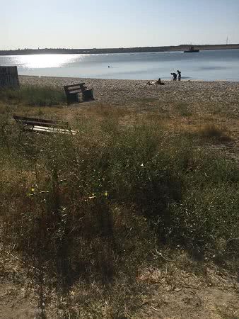 Пляж и волейбольная площадка в Николаеве заросли травой — фото