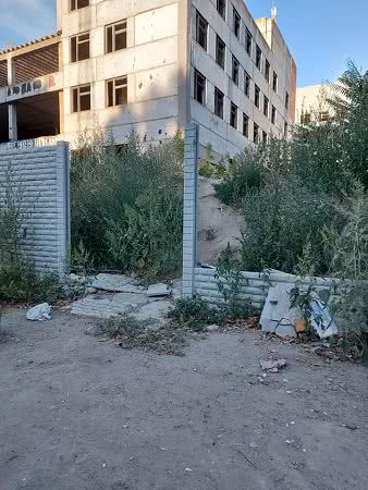 В Николаеве на заброшенной стройке выросла амброзия — фото