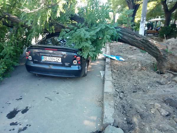 У Миколаєві на легковик впало дерево
