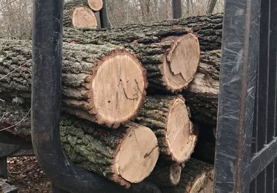 На Николаевщине лесники пилят дубы под предлогом плановой чистки леса (фото)