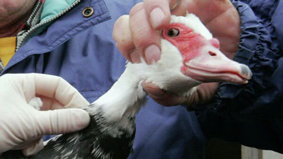 Второй очаг птичьего гриппа обнаружили в Николаевской области