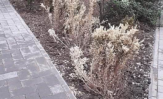 Дело о пропавшем самшите: полиция проводит обыски в департаменте ЖКХ Николаевского горсовета