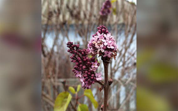 Аномальный Николаев: в Варваровке в декабре зацвела сирень
