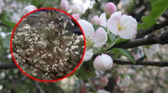 В Зайчевском под Николаевом... зацвели яблони