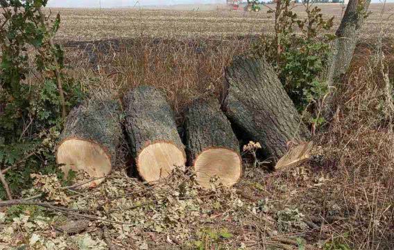 На Николаевщине депутат прострелил ногу пильщику деревьев