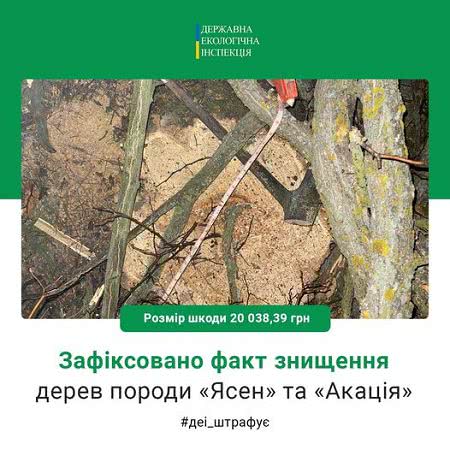 В николаевской сельской глубинке поймали черных лесорубов⠀