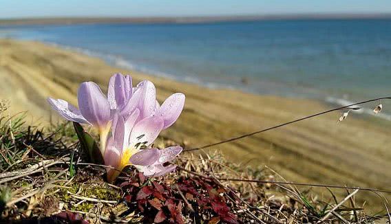 На Тилигуле расцвели подснежники и шафраны