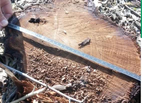 Спилили 125 деревьев вдоль трассы в Витовском районе