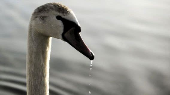 Лебедя, погибшего из-за птичьего гриппа, искали под Варваровским мостом специалисты больницы ветмедицины