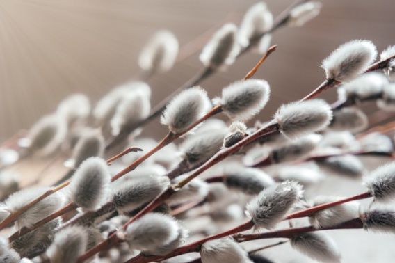 Вербное воскресенье: второй год на карантине. Когда отмечаем и какие запреты нарушать нельзя