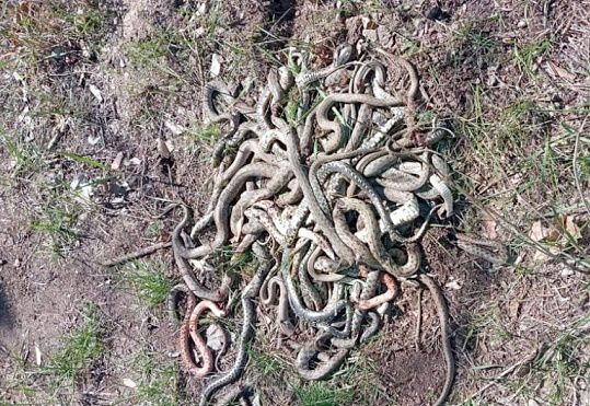 В Радсаде селяне истребили ужей