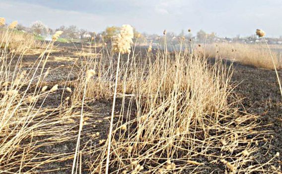 На берегу Южного Буга из-за поджога выгорело 4 га камышей