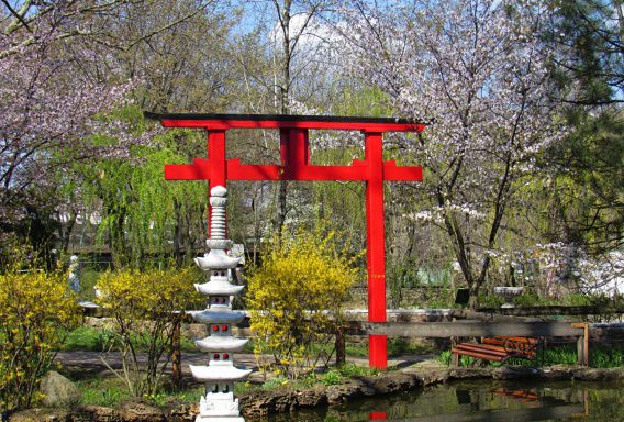 В Николаеве расцвела сакура (фото)