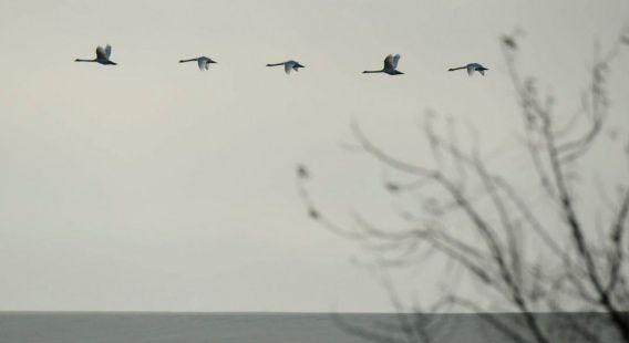 В Тилигульском ландшафтном парке строят платформы-островкки для гнездования редких птиц