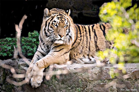 У тигра Гелиоса из Николаевского зоопарка день рождения. Коту исполнилось 15 лет!