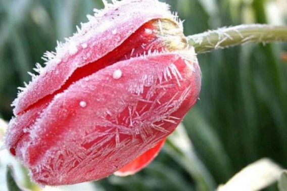 В Николаев возвращаются морозы