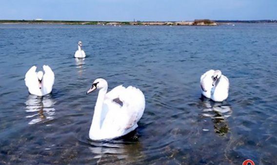 На Тилигульский лиман прилетела большая стая белых лебедей